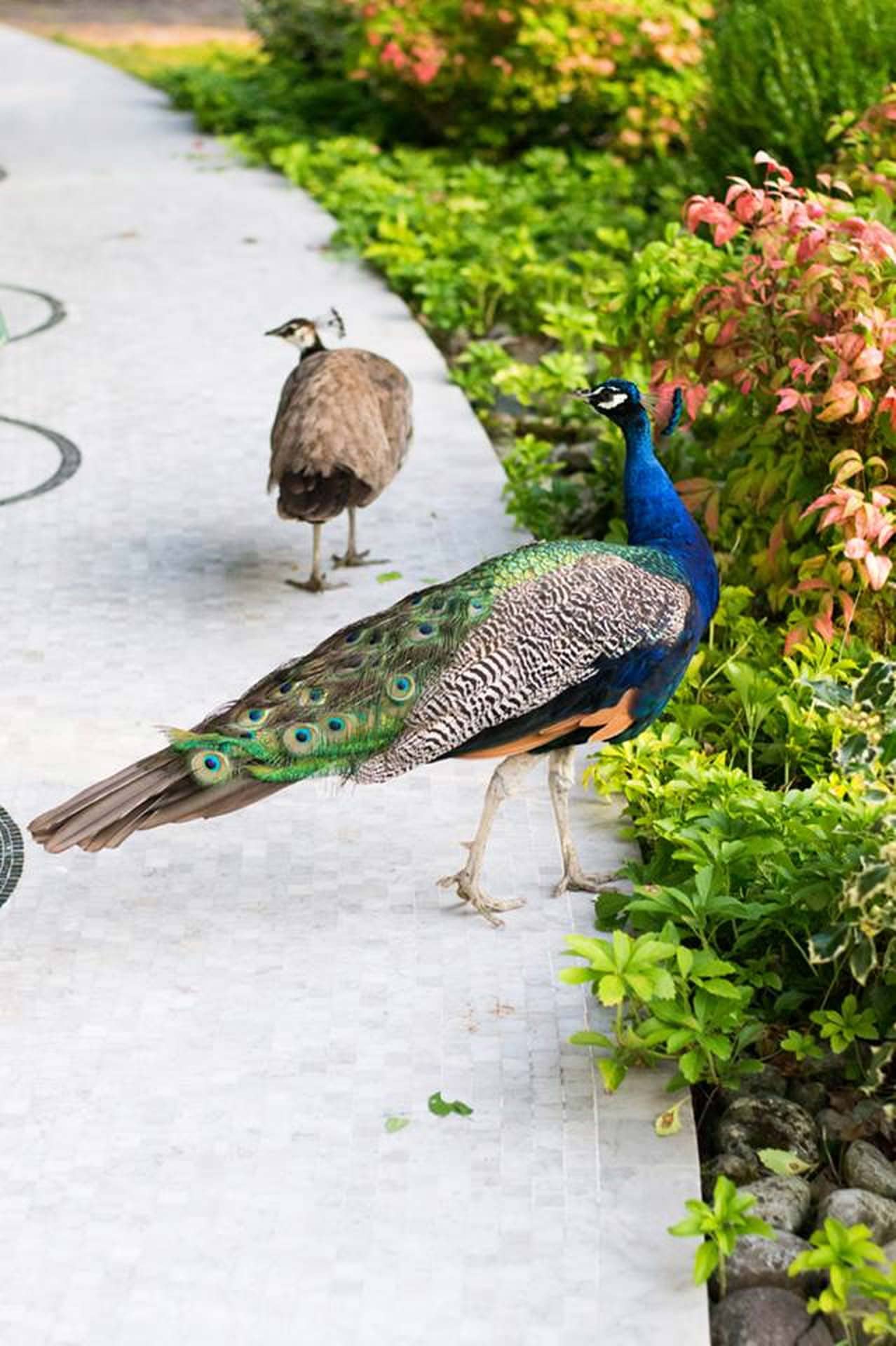 Parco Pavone Parkjuniorhotel Quartodaltino 01